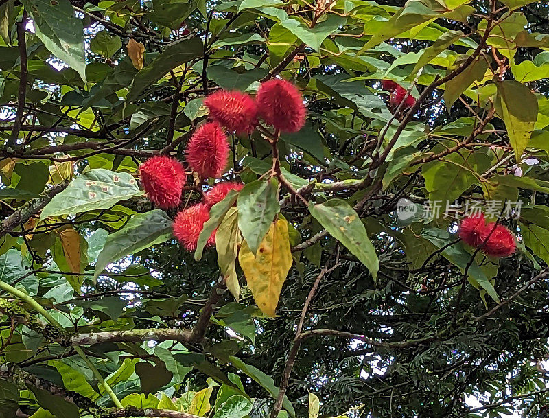巴西萨凡纳花:哥斯达黎加拉巴斯瀑布热带花园中的红色玛莫纳或蓖麻油植物(Ricinus communas)